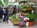Barcelona - Chiosco di fiori variopinti sulle Ramblas
