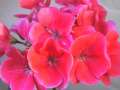 Gerani rosso fucsia - ( fiori di gerianio, fiori rosso carico )