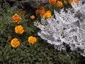 Tagete e cineraria - ( fiori gialli, fioriera, aiuola )