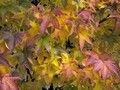 Liquidambar in autunno - ( foglie autunnali gialle e rosse)