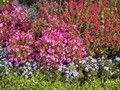 Aiuola fiorita - ( aiuola con fiori rossi, fucsia e azzurri )