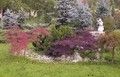 Giardino con aceri - ( aiuola con statuetta e gruppo di aceri )