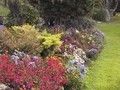 Aiuola fiorita - ( aiuola con fiori variopinti )