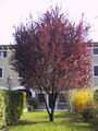 Prunus - ( prunus in un prato, forsizie )