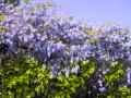 Glicine - ( pianta di glicine, sfondo cielo azzurro )