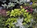 Arbusti sempreverdi - ( osmantus, cineraria, abies picea )