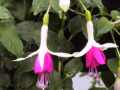 Fucsia - ( fucsie bianco-fucsia )