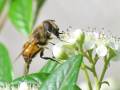Ape mielifera su fiori di cotoneaster
