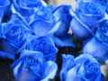Mazzo di rose blu