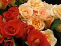 Mazzo di rose rosse e cremisi
