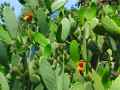 Opuntia in fiore al Park G�ell - Barcelona ( Cactacee fiori arancio )