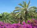 Palme e Bougainvillea in fiore al Park Miro - Barcelona