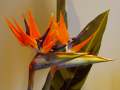Strelizie - ( Strelitzia )