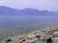 Lago di Garda - Coppia di cigni