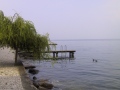 Lago di Garda - ( pontile, salice piangente )