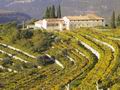 Valpolicella - ( filari di viti, autunno, casolare su poggio )