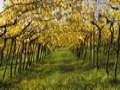 Vigneto in autunno - ( filari di viti, valpolicella, autunno )